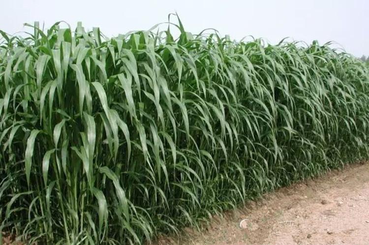 高丹草产鲜草300吨,种1亩能顶10亩的玉米产量,生长能达5米高_腾讯新闻