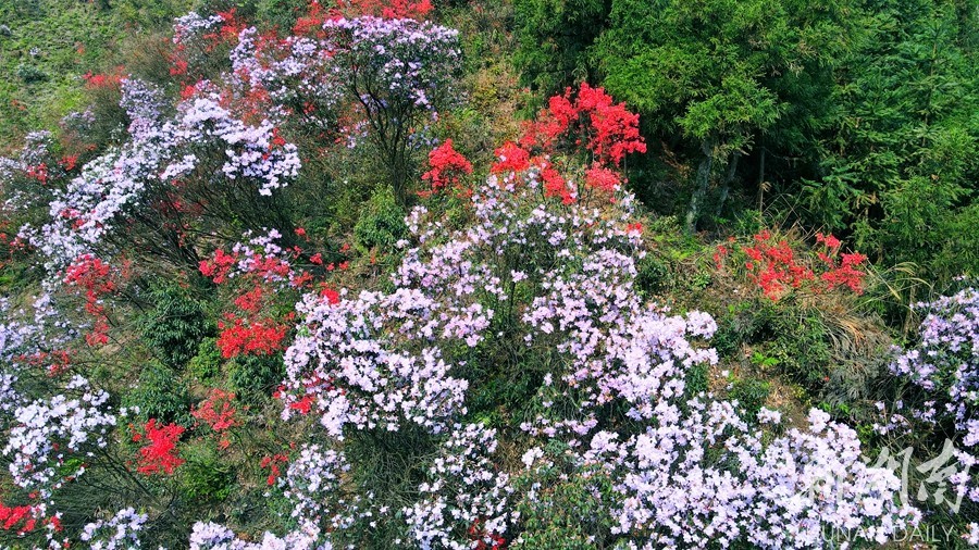 常宁天堂山上杜鹃花开