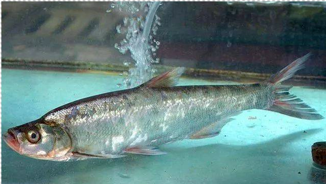 深度分析翘嘴习性,寻找最佳坐钓时机