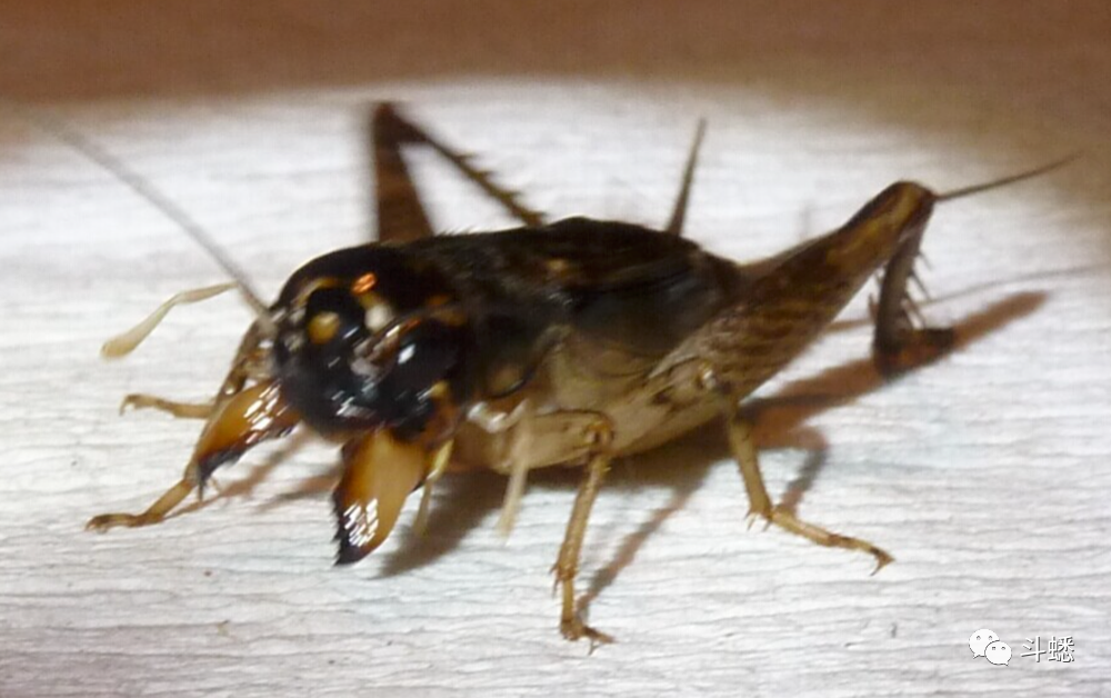 蟋蟀鉴赏12路河南凶头