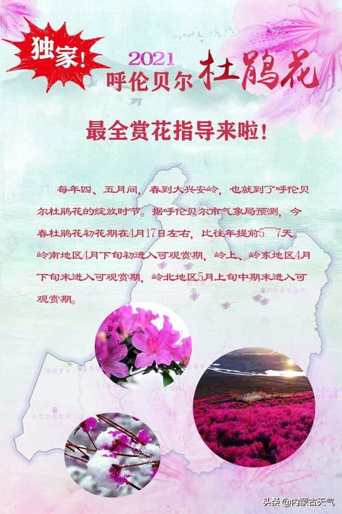 独家 21年呼伦贝尔杜鹃花提早七天开放最全赏花指导来啦