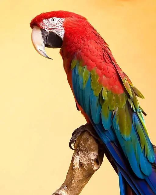 世界上十二种颜色华丽的动物