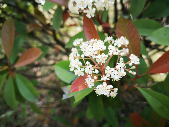 四月的石楠花花氣怪異