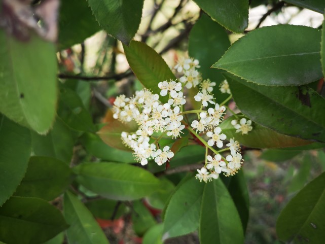 四月的石楠花花氣怪異