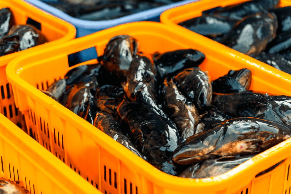 除了常见的家养禽畜和水泽鱼虾之外,蛇虫鼠蚁鲎螺鳖也可以做成佳肴端