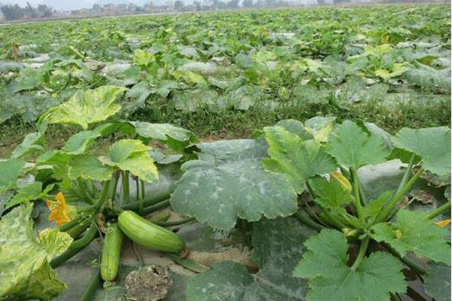 西葫芦黄叶死苗防治用哪个肥料好?