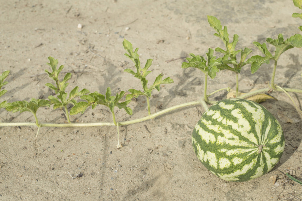 非洲荒漠里的西瓜,饥不择食会致死?被人驯服后,传播至世界各地