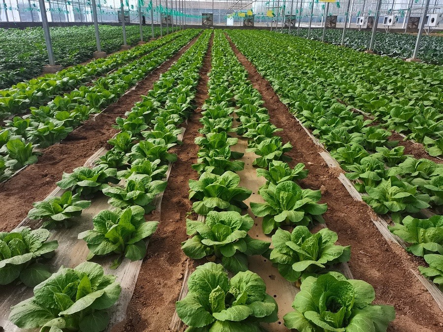 鲁迅笔下的"胶菜"何以如此美味_腾讯新闻