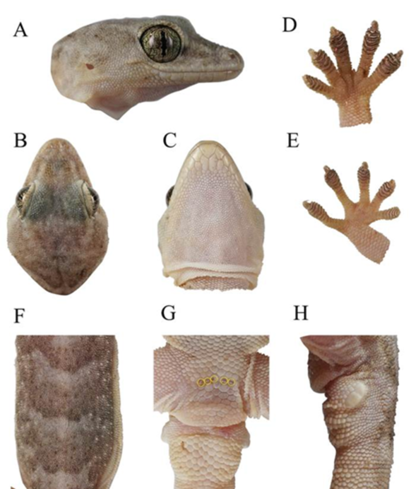 金沙江流域新发现全球分布海拔最高的壁虎属物种现身