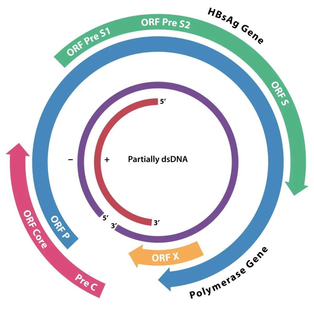 乙型肝炎表面抗原定量34.84,严重吗?医生