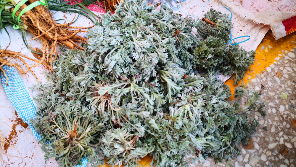 它是地里生长的天然青霉素加粉条蒸一蒸特别香别不懂吃