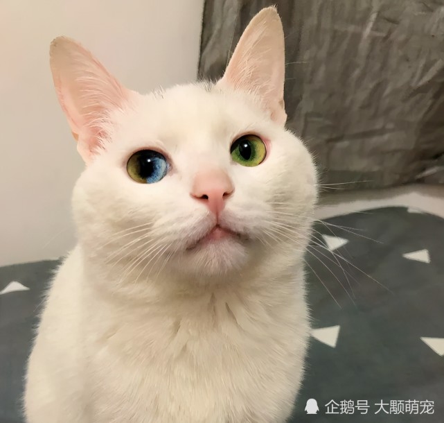 这只白猫的眼睛有3种颜色 一只眼睛有2种颜色 神似碧潭深渊 腾讯网