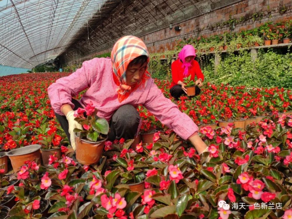 林家花圃的绿化鲜花即将上市 腾讯新闻