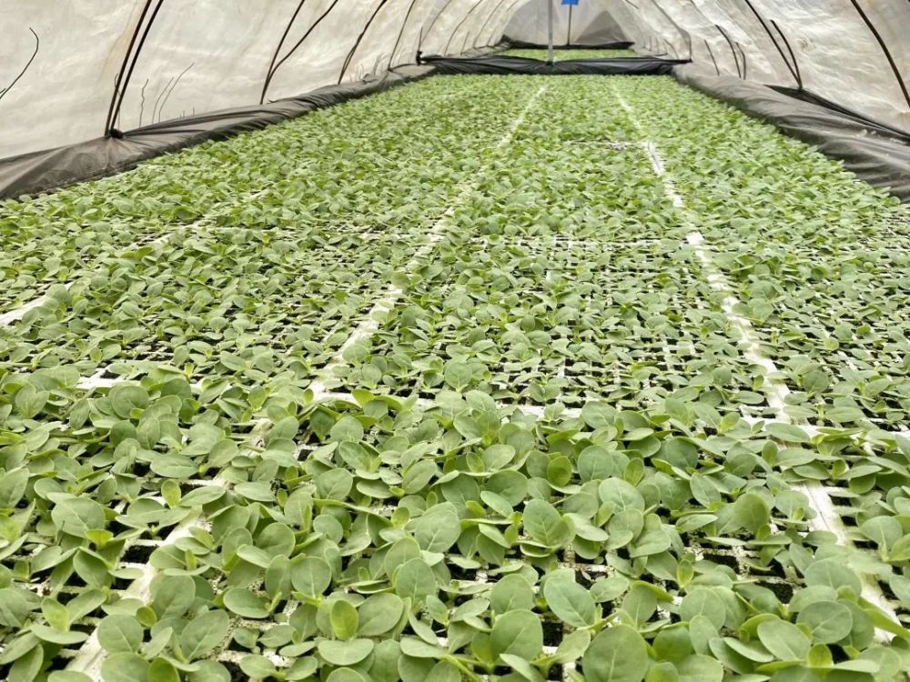 【今日宾川】春耕农忙时 烟苗长势好