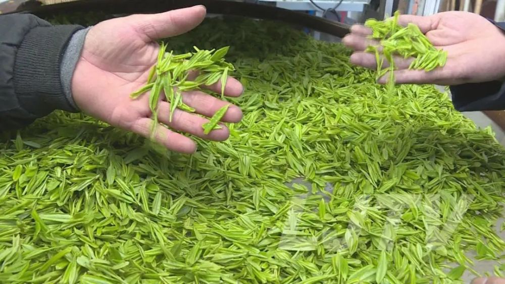 庐江这个地方合作社能人带动让茶香四溢