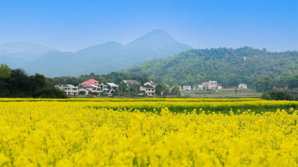 乡韵花浓 长康集团邀你来湘阴玉华赴一场花田之约 腾讯新闻