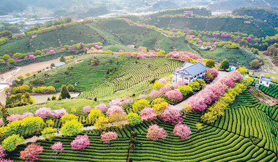 福建省漳平市永福鎮臺灣農民創業園內近日春意盎然,數十萬株各色櫻花