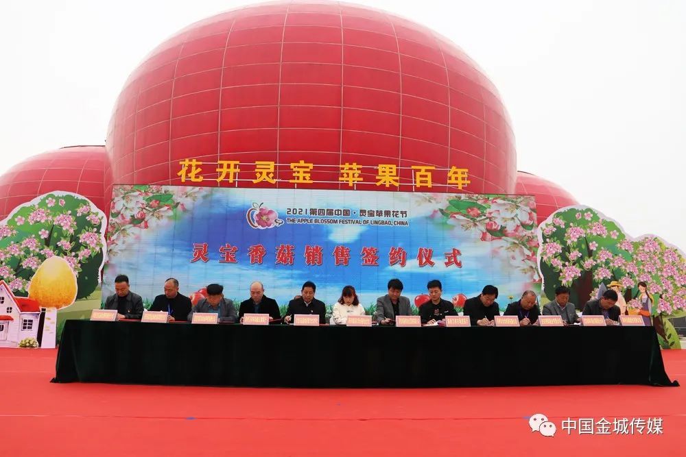 花开灵宝苹果百年│第四届中国灵宝苹果花节开幕