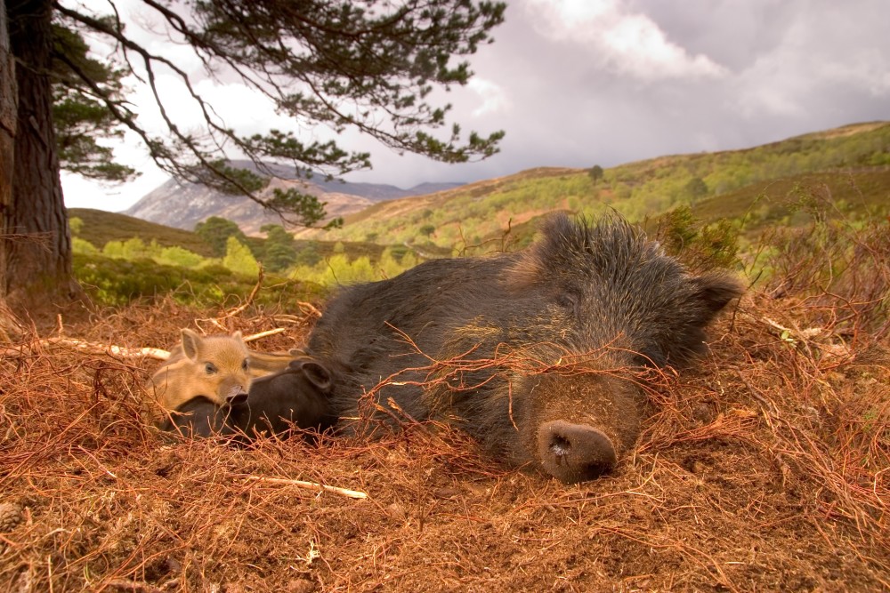 说"猪窝"脏,乱,差,是人们低估了野猪的筑巢能力