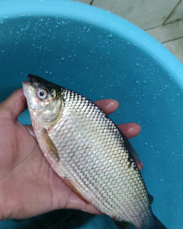 珠江裡還有這種魚廣州釣魚人釣起罕見鯽魚魚肉像橙肉