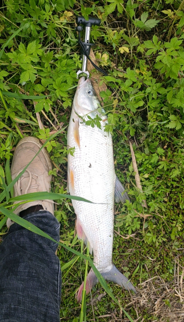 福建钓鱼人水库钓起许多红尾鱼,鱼尾一半鲜红一半青黑