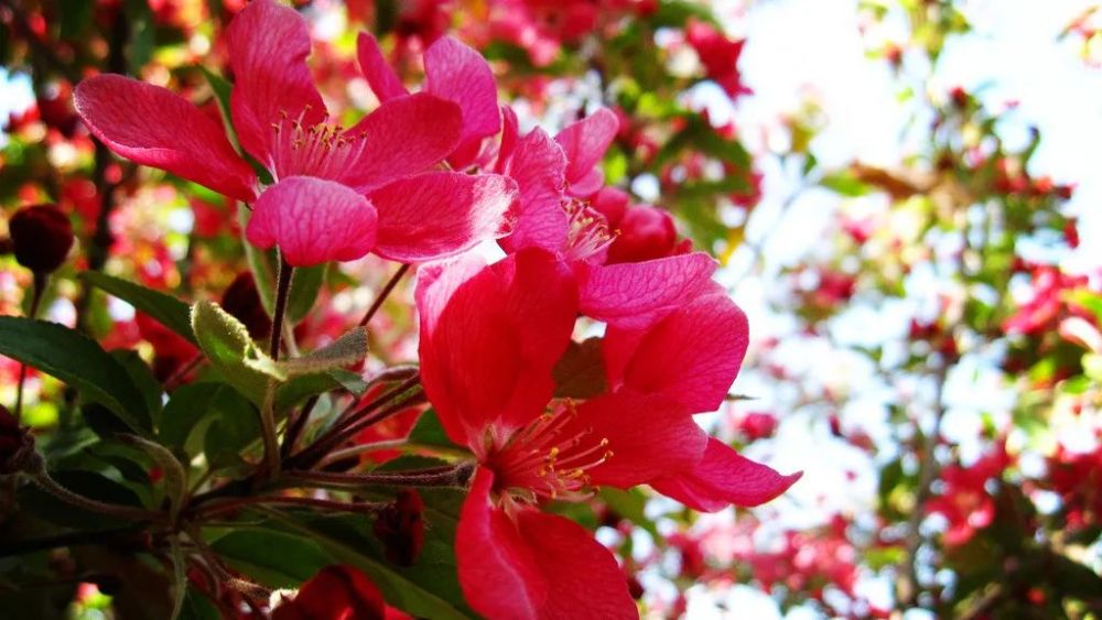 深山海棠红十月图片