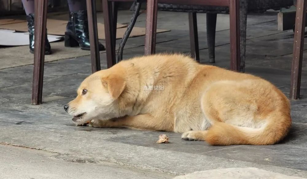 春季流浪犬增多多部门联合捕捉 腾讯新闻