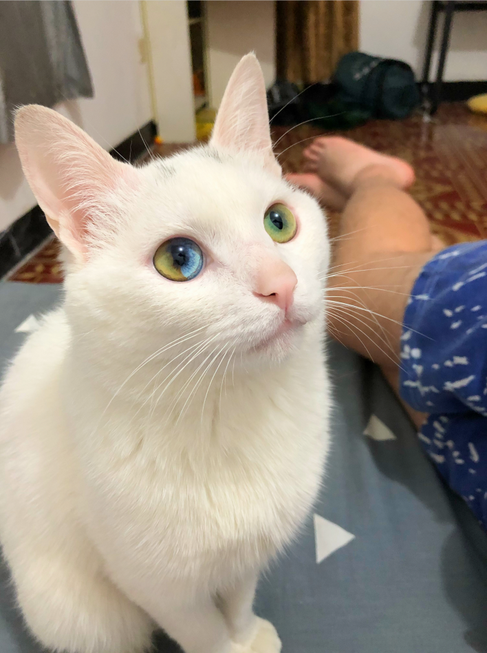 超罕见眼睛里长彩虹的猫我打赌全世界就这一只