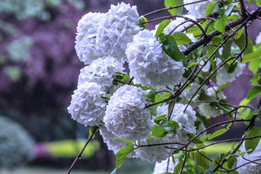 长沙烈士公园纪念塔北侧山坡有一片琼花林,如今正值盛花期,洁白的琼花