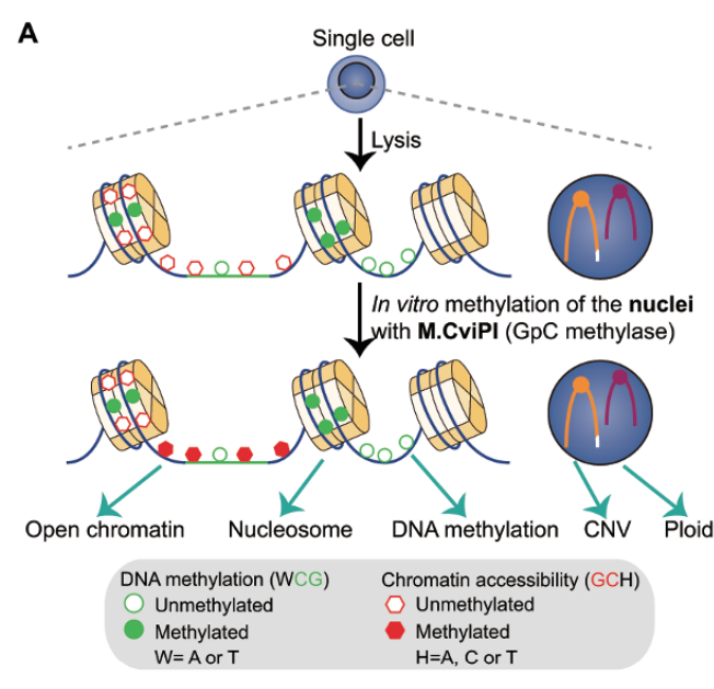 万字长文单细胞表观基因组学的黄金时代数位华人科学家悉数登场