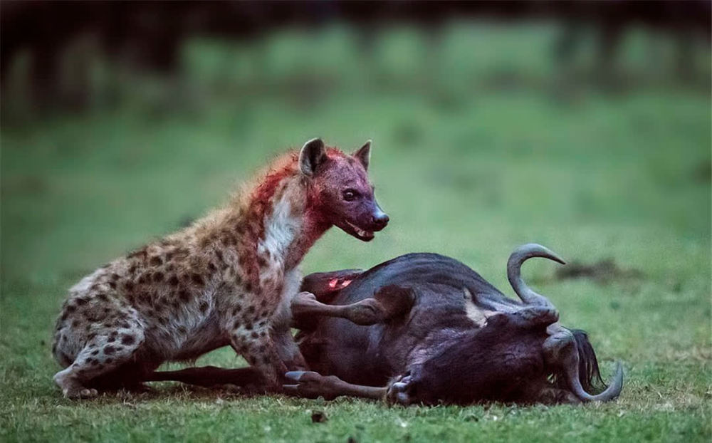 斑鬣狗多选择夜间捕食猎物,白天吞食腐肉,腐肉散发的腥臭味常把附近