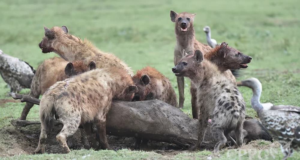 非洲二哥斑鬣狗为什么抢食猎物腐肉喜欢从肛门下嘴