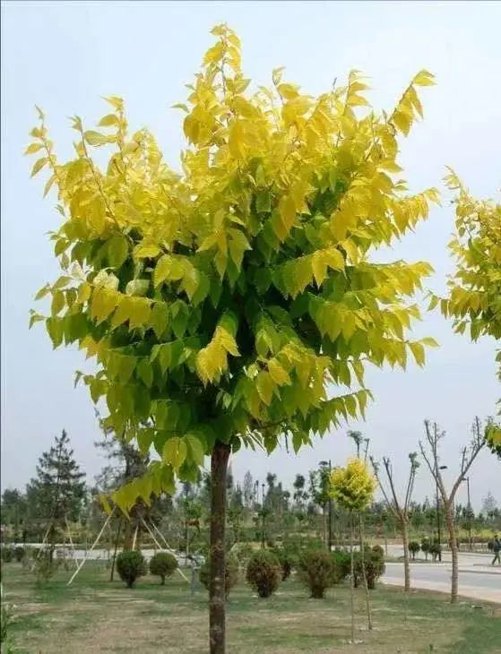 壹度丨划重点!银川这些赏花点你不能错过