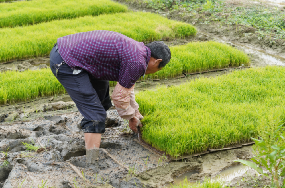 又是一年插秧季茶山上元稻田来了一批小农夫