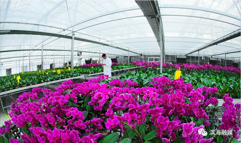 滨海现代农业园蝴蝶兰创业就业扶贫基地△带动村民增收致富的东坎