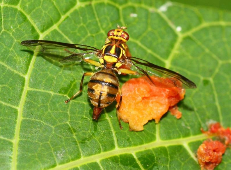 丝瓜藤上挂空瓶一网打尽瓜实蝇种植户真的好用