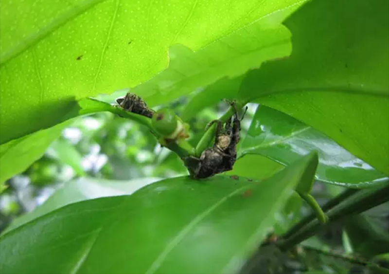 柑橘护果关键时 谢花后需要防治哪些害虫 腾讯新闻