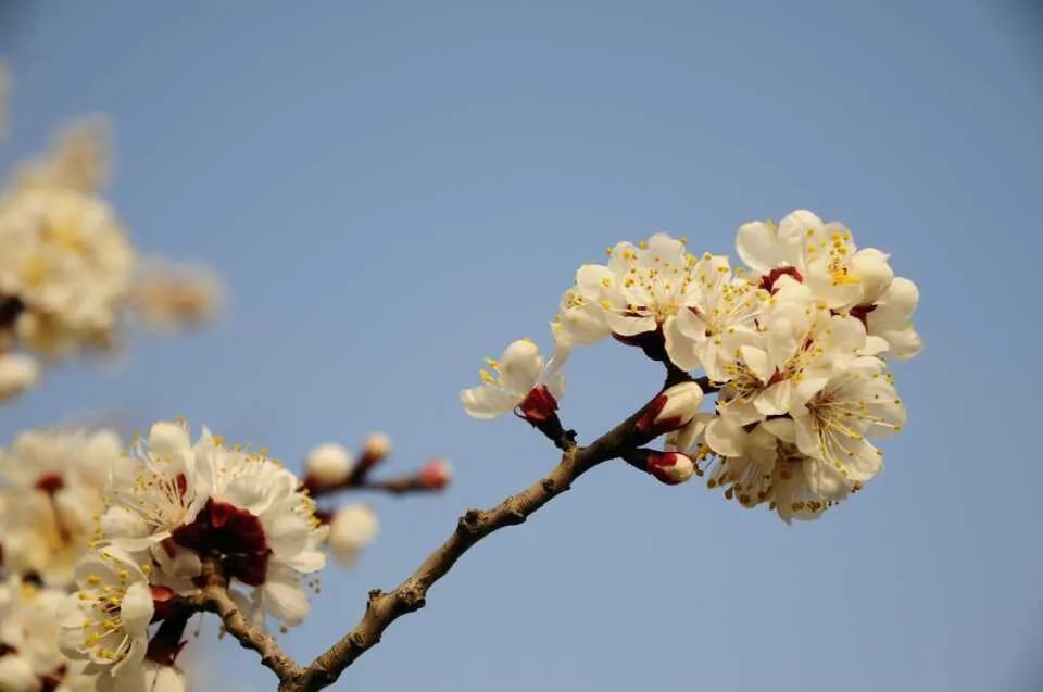 约起来 4月16日至日 呼和浩特乌素图杏花节即将举办 腾讯新闻