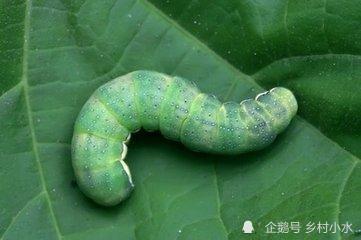 萝卜白菜上的菜青虫猖獗又不想打农药推荐以下7种方法