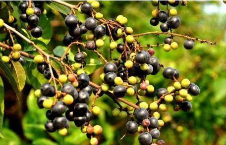 雀梅这种植物不光是果实很好吃,而且它的价值也不小.