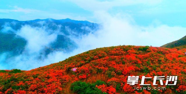 大围山杜鹃花节时间定了 4月 5月日去看漫山红遍 腾讯新闻