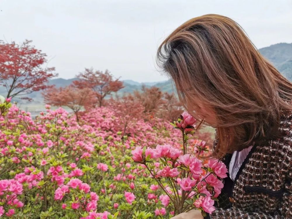 四月, 在遂昌高坪鄉高坪新村, 百畝杜鵑花開了.