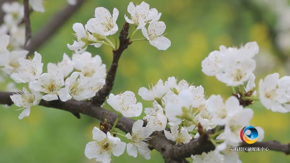 【六枝融媒】岩脚镇那洒村:蜂糖李绽开"致富花"