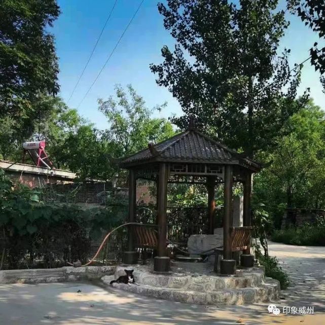 井陉五柳:游子念念不忘的是家乡那棵不老的红枣树|王爱平|五柳村|红枣