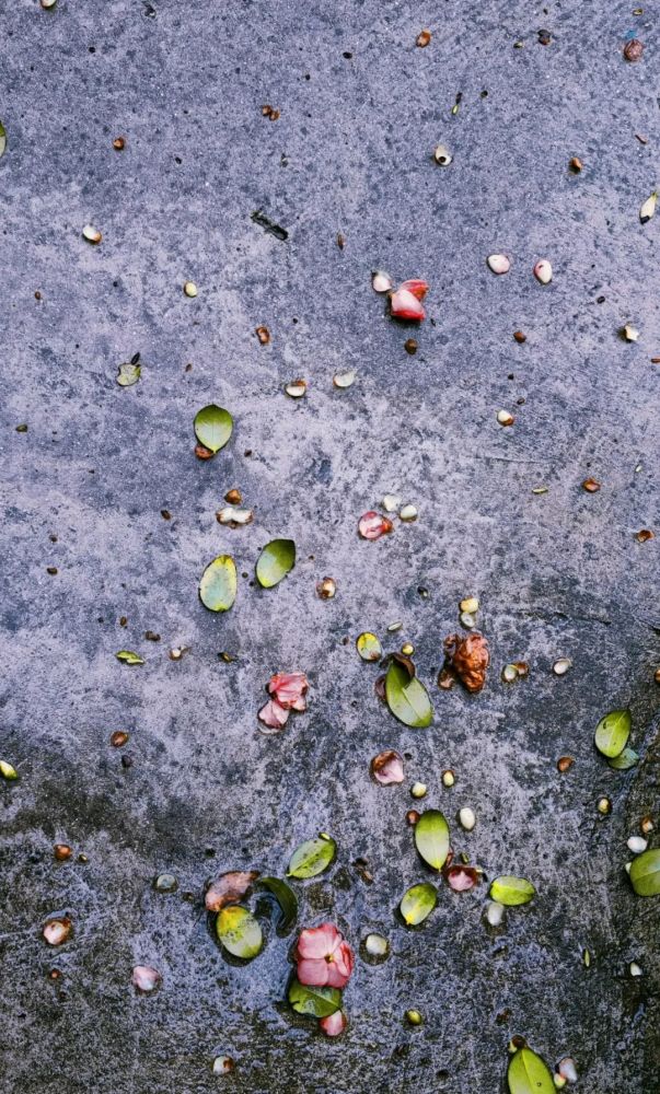 谁说下雨天不能拍出好看的图
