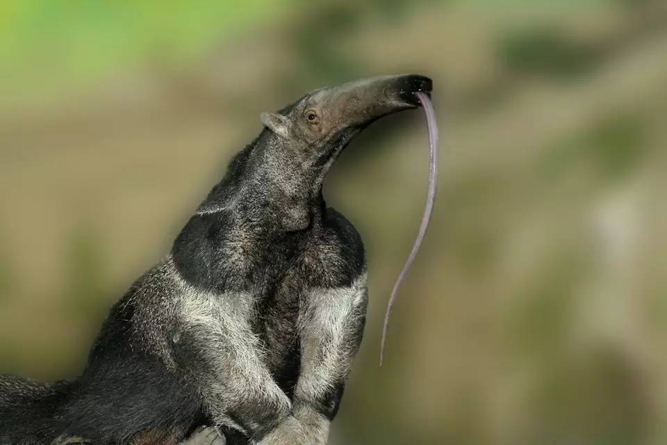 吃螞蟻的專家 —— 食蟻獸