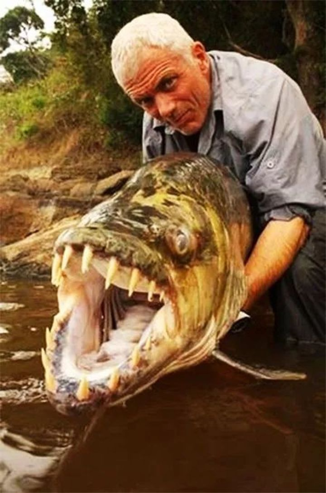 在河中讓鱷魚為之膽寒在魚缸裡受盡欺負巨狗脂鯉什麼性格呢