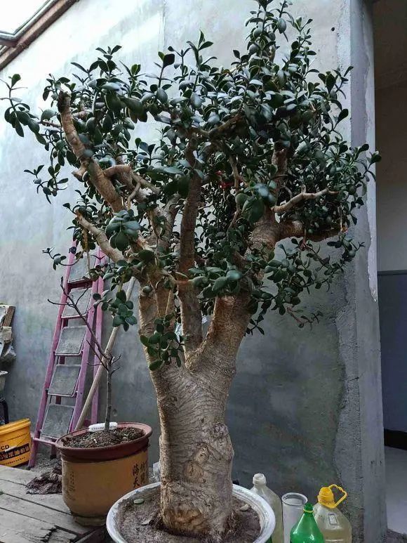 吸财树玉树动手剪剪枝株型更美价格翻倍一盆值1000