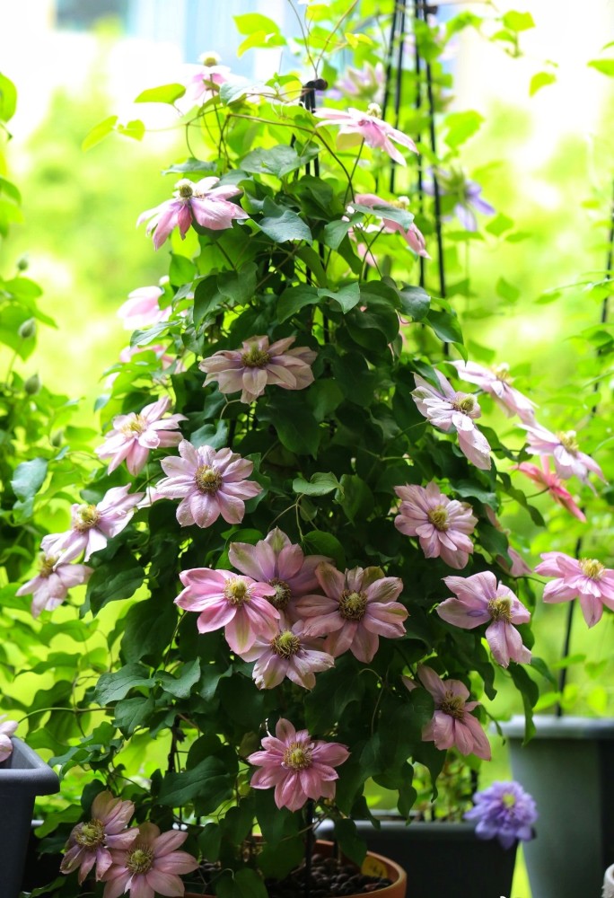 盆栽花卉新寵鐵線蓮小美人魚花量超多能讓你陽臺變花園