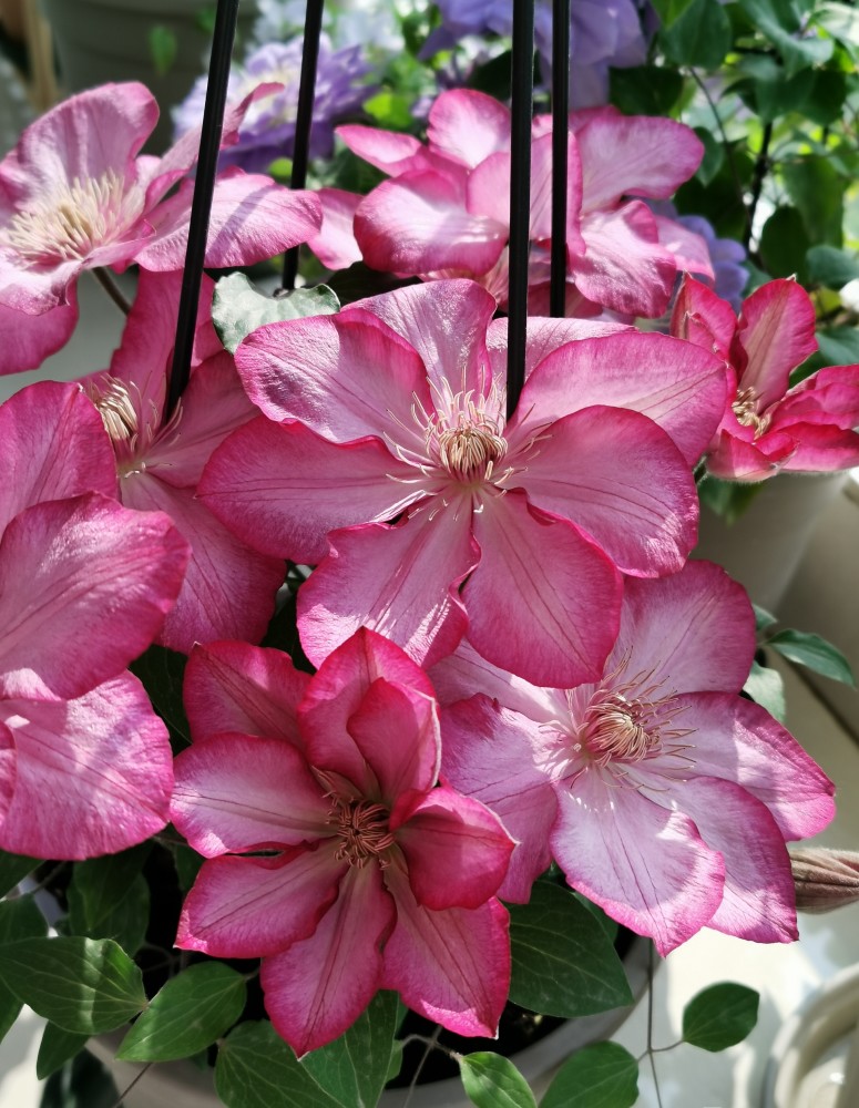 盆栽花卉新宠铁线莲小美人鱼花量超多能让你阳台变花园